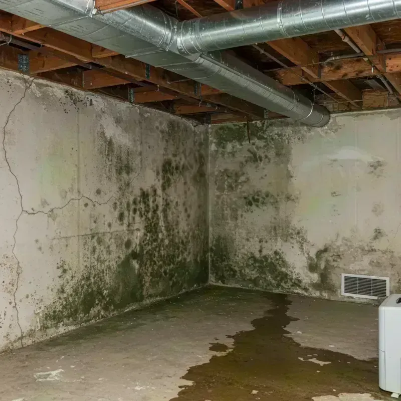 Professional Mold Removal in Troy, MO